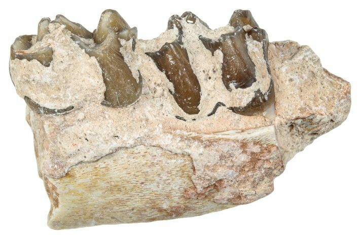 Fossil Horse (Mesohippus) Jaw Section - South Dakota #289557